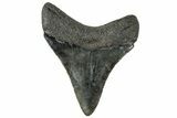 Serrated, Fossil Megalodon Tooth - South Carolina #312089-1